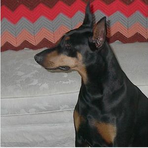 Meet your Posher, Bonnie